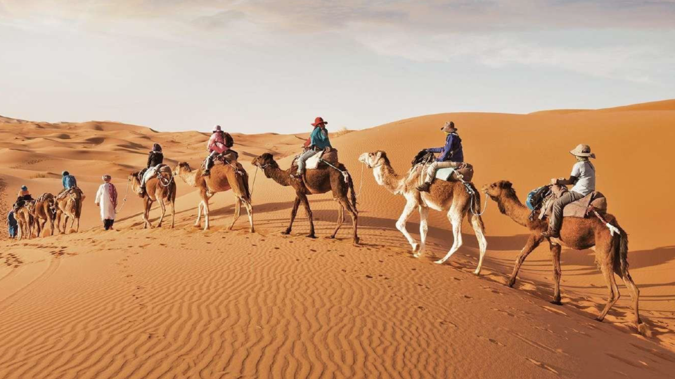 morocco camels