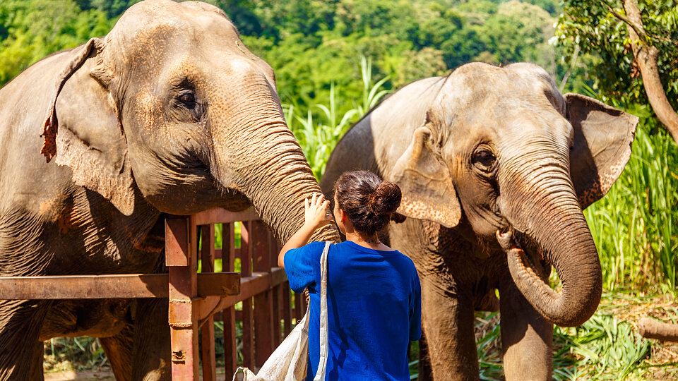 thailand elephants