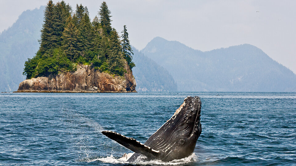 whale watching alaska